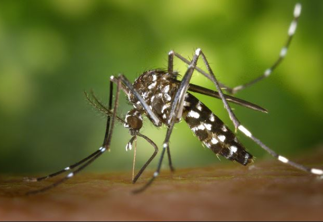 img - dengue