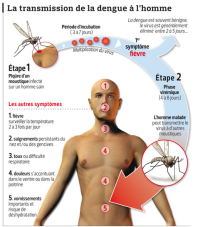 img - transmission dengue