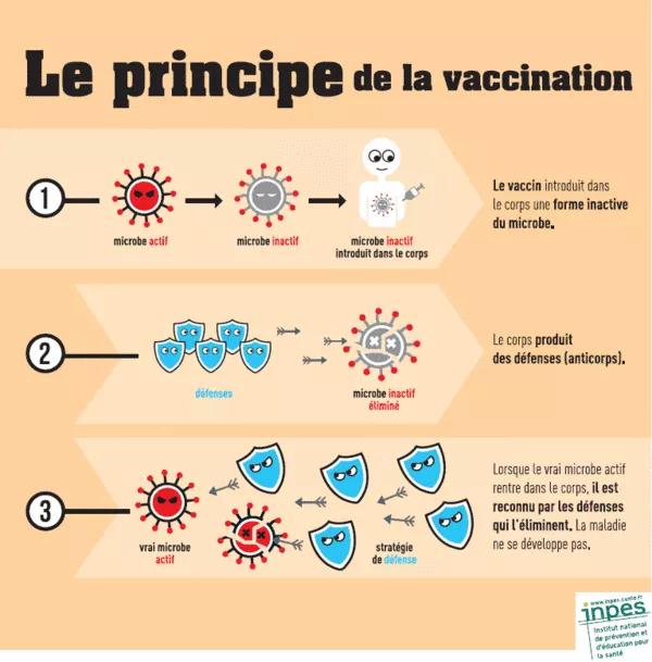 Découvrez le principe de la vaccination