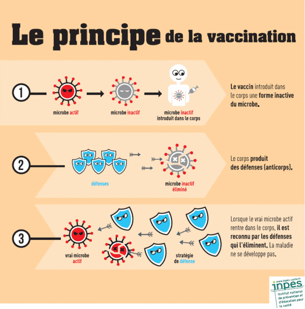 Découvrez le principe de la vaccination