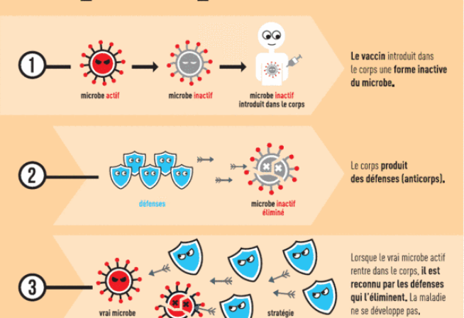 Découvrez le principe de la vaccination