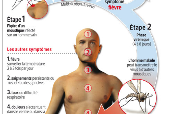 img - transmission dengue